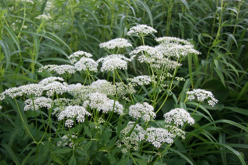 Queen Anns Lace