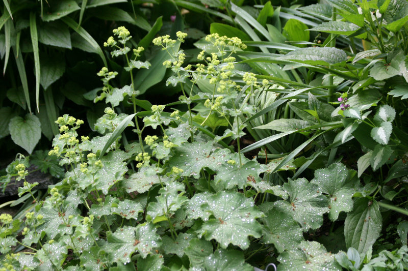 Alchemilla