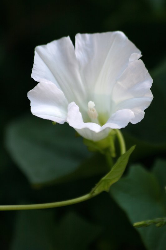 Morning Glory