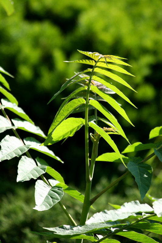 Tree of Heaven Sapling