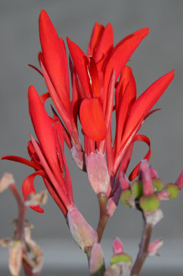 Canna or Indian Shot Blossoms