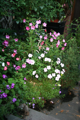 Stoop Garden