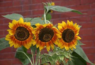 Sunflowers - St Johns Lutheran Church