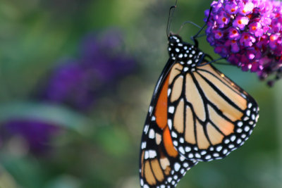 Monarch & Butterfly Bush