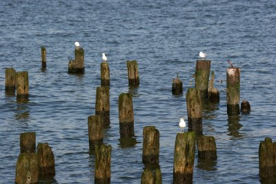 Gulls on Hudson River Pier Pilings