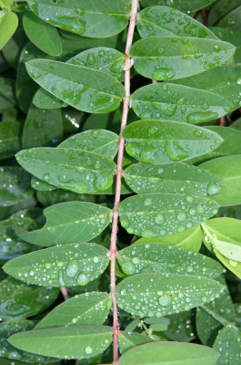 Unknown Foliage