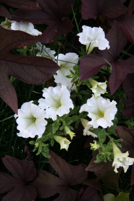 Petunias