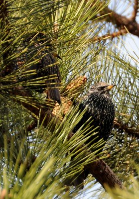 Two Starlings in a Pine Tree