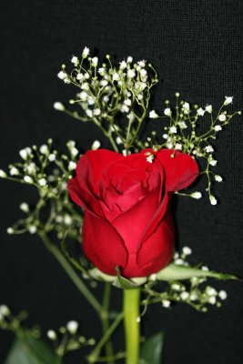 Gift of Love - Red Rose & Baby Breath