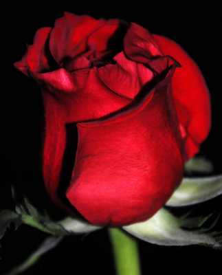 Red Rose Bud Blossom