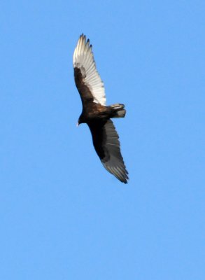 Turkey Vulture - Cathartes aura