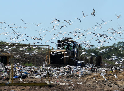 Mostly Gulls