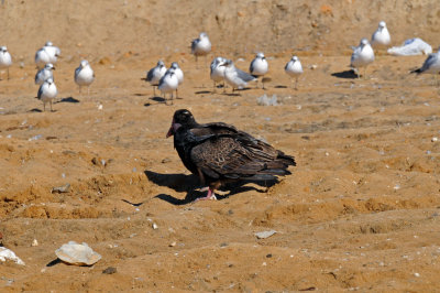 Black Vulture