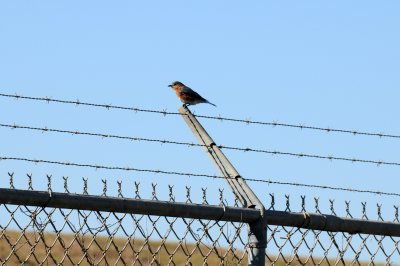 Eastern Bluebird or Sialia sialis