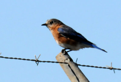 Eastern Bluebird or Sialia sialis
