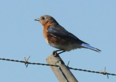 Eastern Bluebird or Sialia sialis