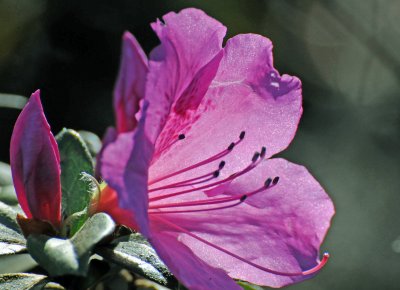 Azalea Blossoms
