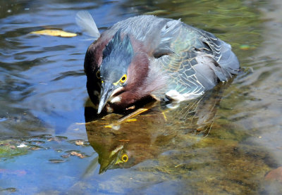 Green Heron - Wildlife State Park