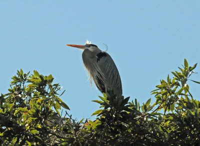 Blue Heron Nest - Wildlife State Park