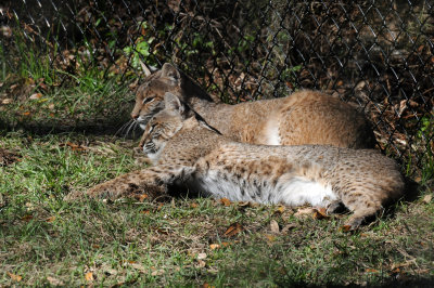 Bob Cats Mating Time - Wildlife State Park