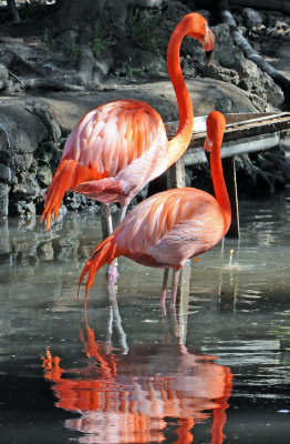 Flamingo - Wildlife State Park