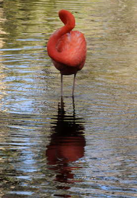 Flamingo - Wildlife State Park