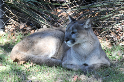 Florida Panther or Cougar - Wildlife State Park