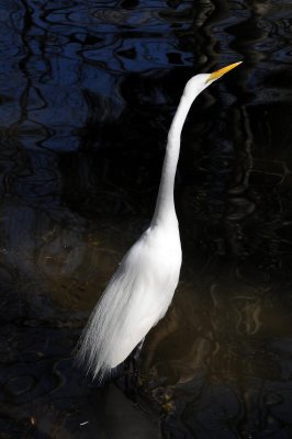 Great Egret or Casmerodius albus - Wildlife State Park