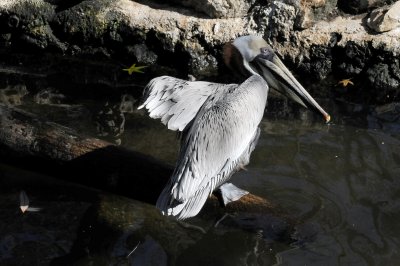 Pelican - Wildlife State Park