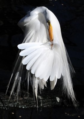 Great Egret or Casmerodius albus - Wildlife State Park