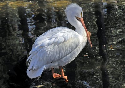 White Pelican - Wildlife State Park