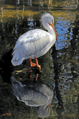 White Pelican - Wildlife State Park