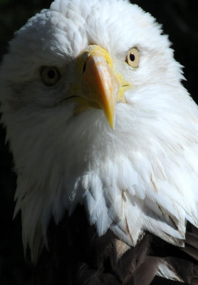 Bald Eagle - Wildlife State Park