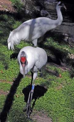 Whooping Crane - Wildlife State Park