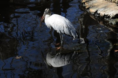 Wood Stork - Wildlife State Park