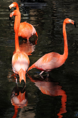 Flamingo - Wildlife State Park