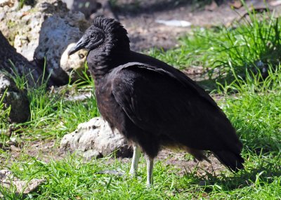 Black Vulture - Wildlife State Park