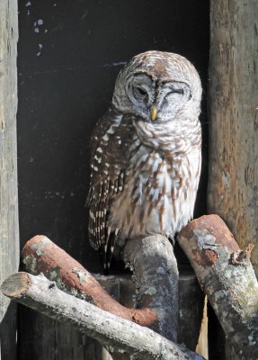 Owl - Wildlife State Park