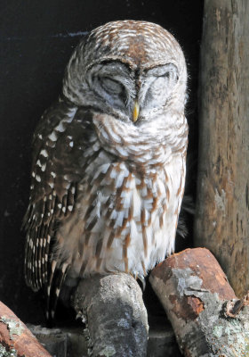 Owl - Wildlife State Park