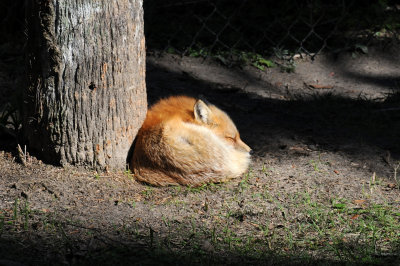 Sleeping Fox - Wildlife State Park