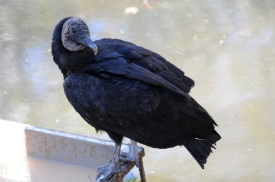 Black Vulture - Wildlife State Park