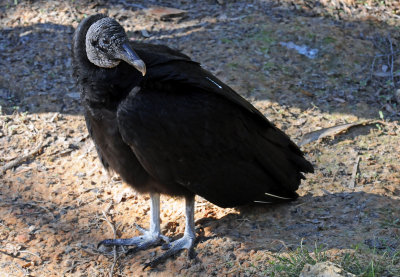 Black Vulture - Wildlife State Park