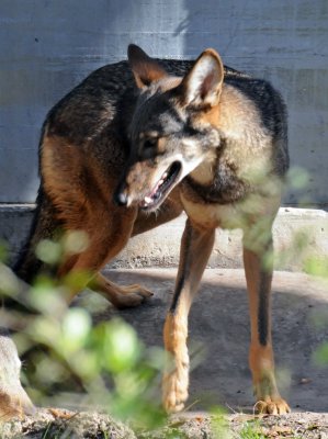 Red Wolf - Wildlife State Park