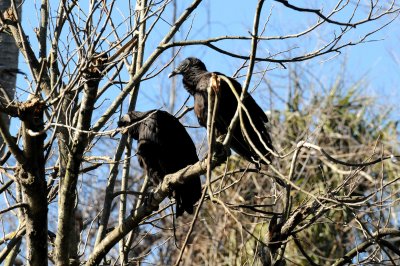 Black Vultures - Wildlife State Park