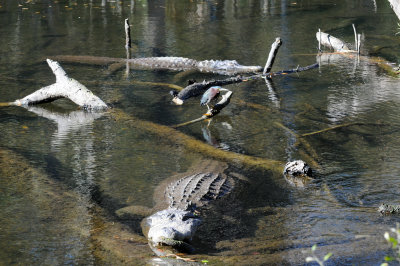 Aligators - Wildlife State Park