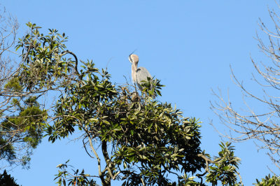 Blue Heron Nest - Wildlife State Park
