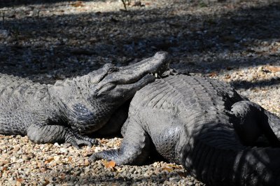 Aligators - Wildlife State Park