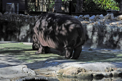Hippopotamus - Wildlife State Park