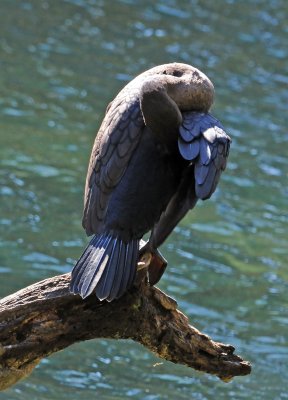 Cormorant - Wildlife State Park