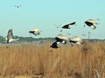 Paynes Prairie Preserve State Park, Florida